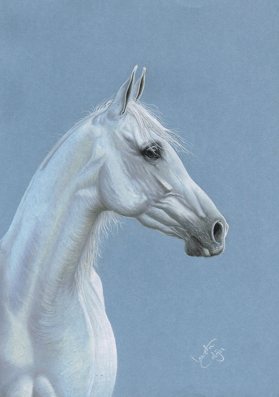 Witte hengst