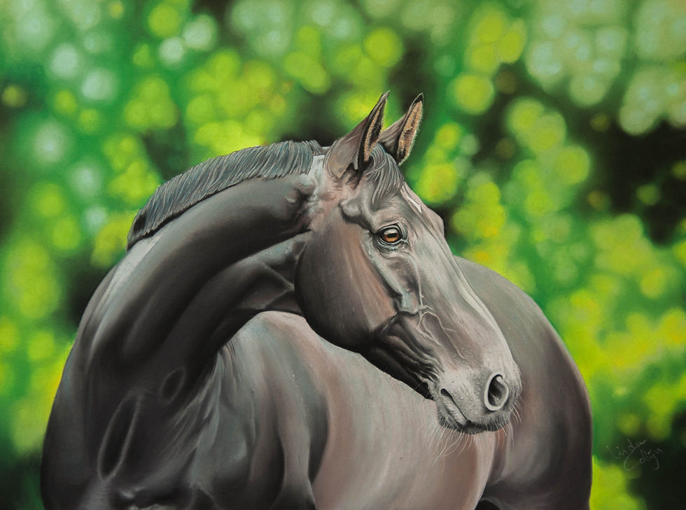 Zwarte warmbloed hengst