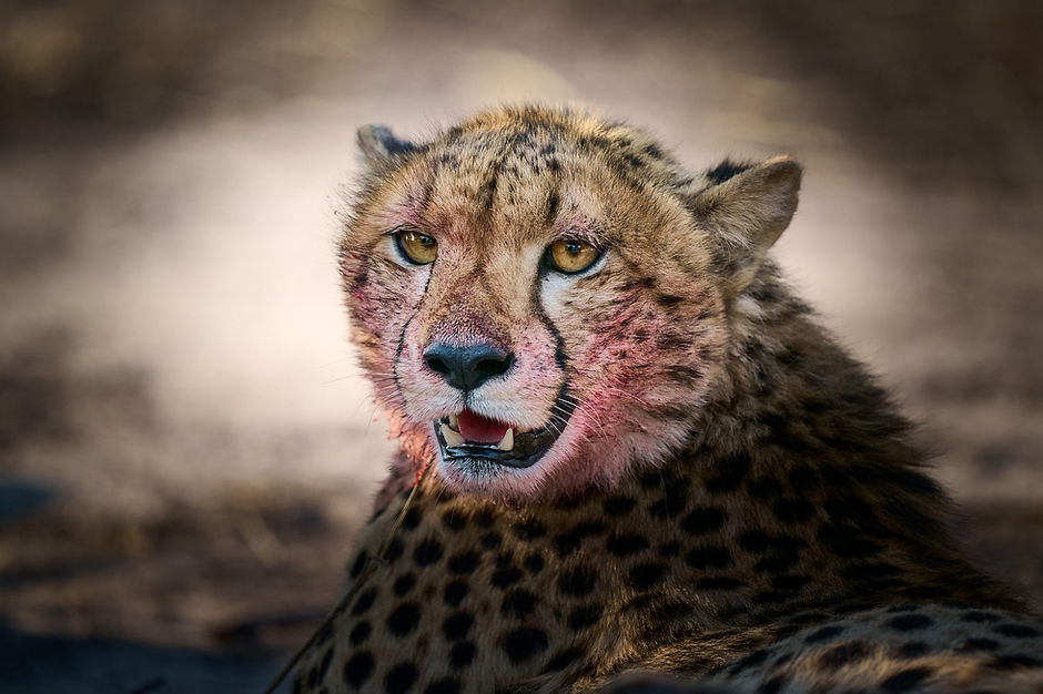 Close-up of a cheetah with a bloody muzzle, a powerful fine art image of the necessary cycle of life