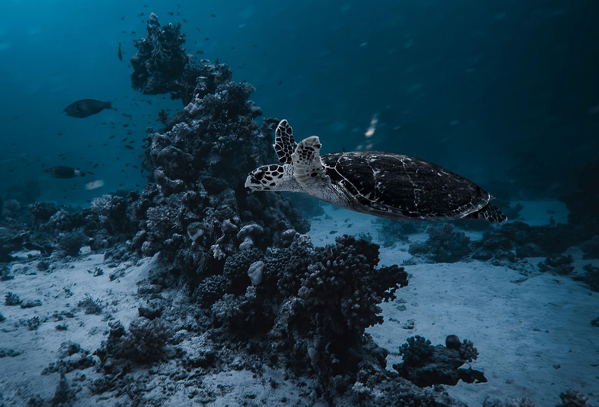 sea-turtle-9328500_1920.jpg