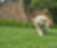 doggie_banner_edited.jpg