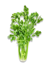 Celery leaves.png