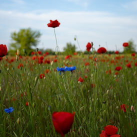 Kuratiertes Motiv für Wanddruck