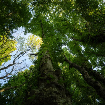 kuratiertes Foto für anywall Wanddruck
