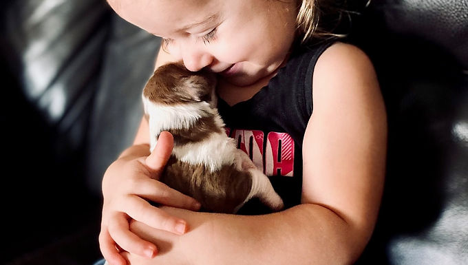 Picking up your puppy