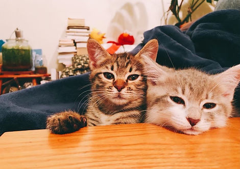 A gift for my beloved cat
