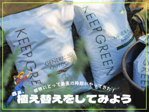 植え替え日和