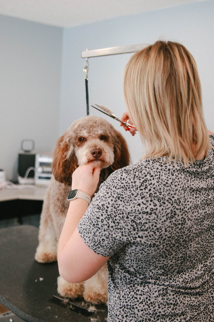 Grooming Prices MadDog Tail Waggers