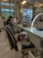 Shih Tzu dog relaxing in a chair at a Nail Salon Baton Rouge