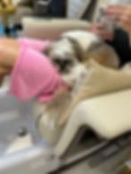 Relaxed Shih Tzu dog sleeping in a Baton Rouge nail salon chair