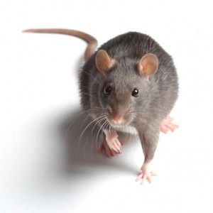 rodent4334.jpg