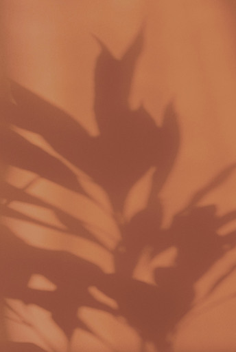 Ombre d'une fleur sur un mur orangé