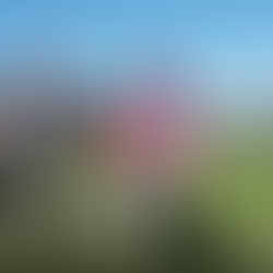 Internationale Zugtierkonferenz