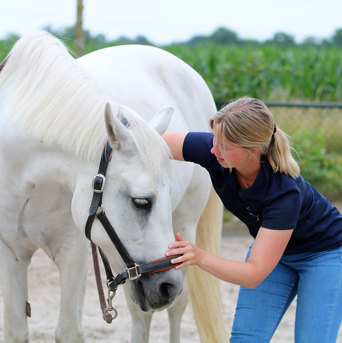 Osteopathie voor paard door paardenosteopaat