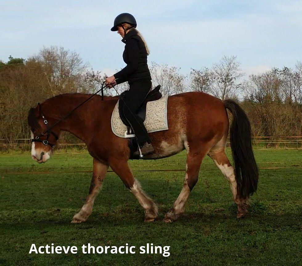 Dressuurpaard met actieve thoracic sling en schoftlift en verticaal in balans