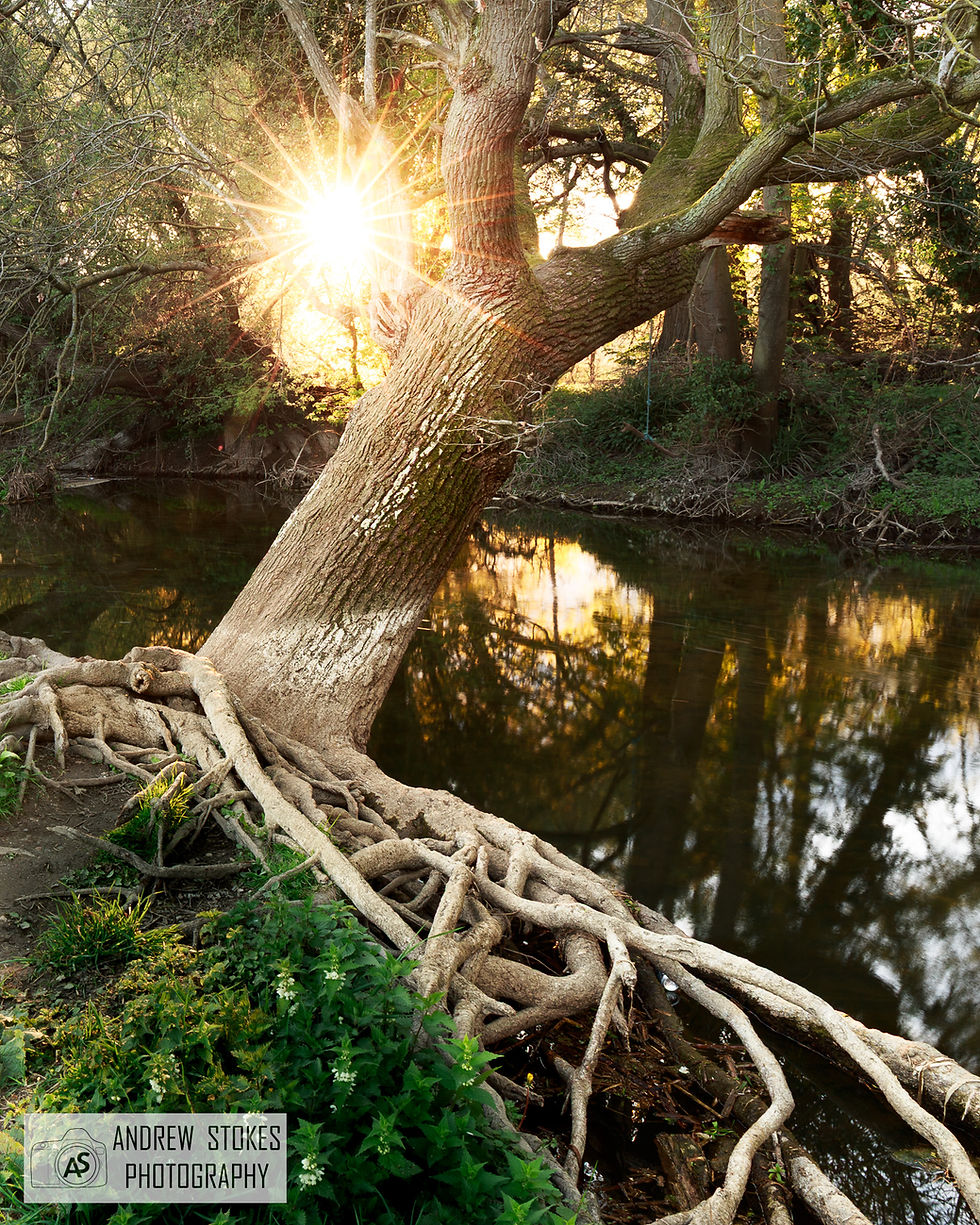 A striking sunset as it peeks through the trees that overhang a stream.