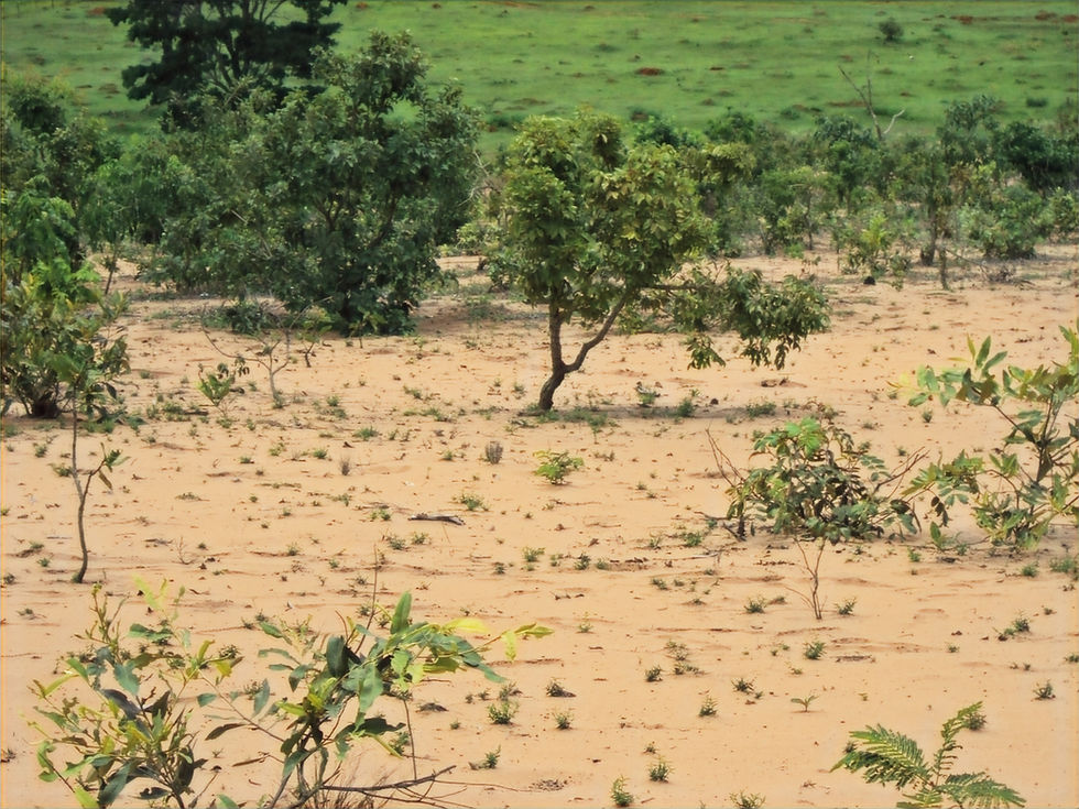 The soil during the dry season.