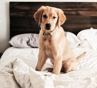 Cute Puppy_edited_edited.jpg