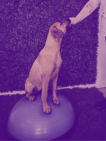Dog in Training
