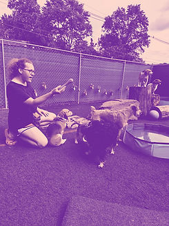 Person playing with dogs