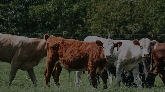 QUALITY BEEF (Presentation (169))-2.png