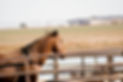 10_24_2021_Feedyard_Barrett-40.jpeg
