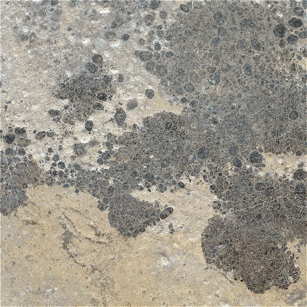 Leather finish Montipora Limestone showcasing a soft, tactile sheen that accentuates the stone's organic brown-blue tones and coral-like fossil patterns.