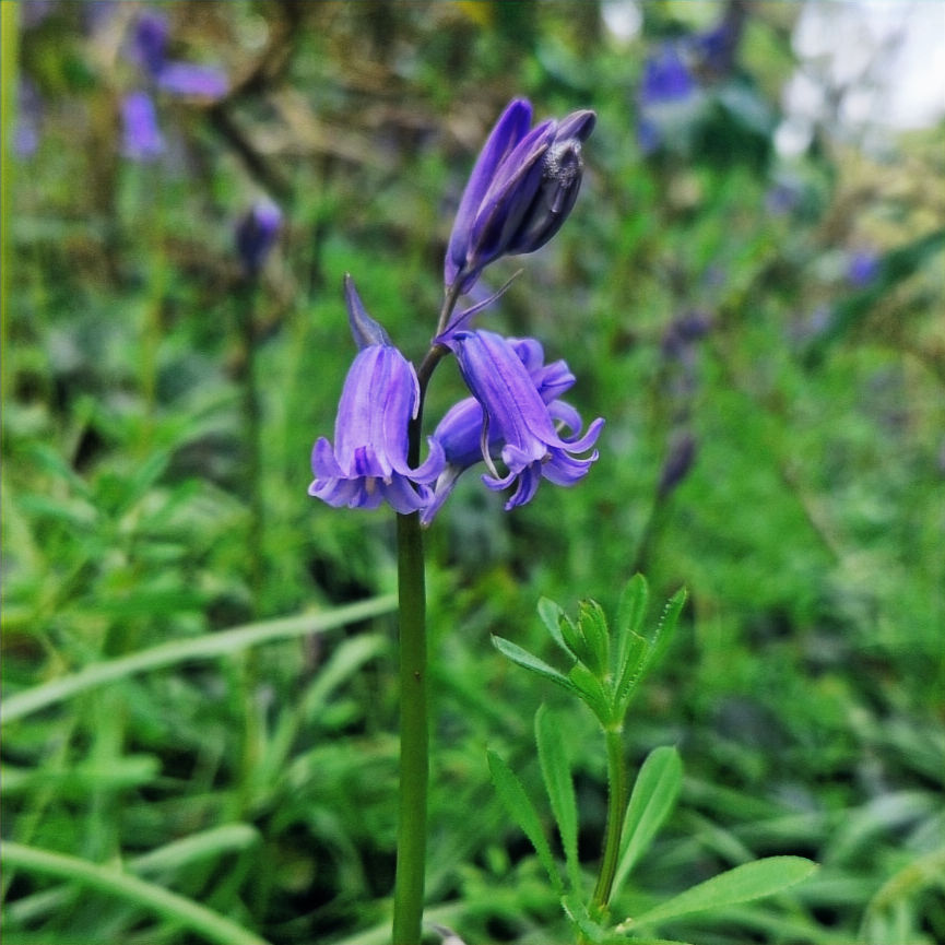 Wild English Bluebells in Castle Pill woods. Photographed by Jordan Thomas – Chaotic Green Spirit
