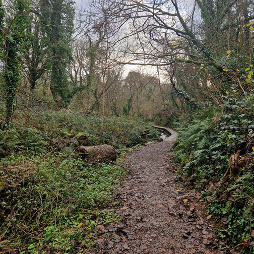 A muddy nature boardwalk, going over a steam leading to Deadman's Lake, Castle Pill Woodlands.