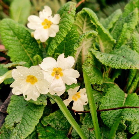 Primrose: The Quiet Flower That Marks the Turning of Spring