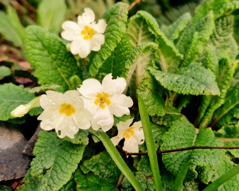 Primrose: The Quiet Flower That Marks the Turning of Spring