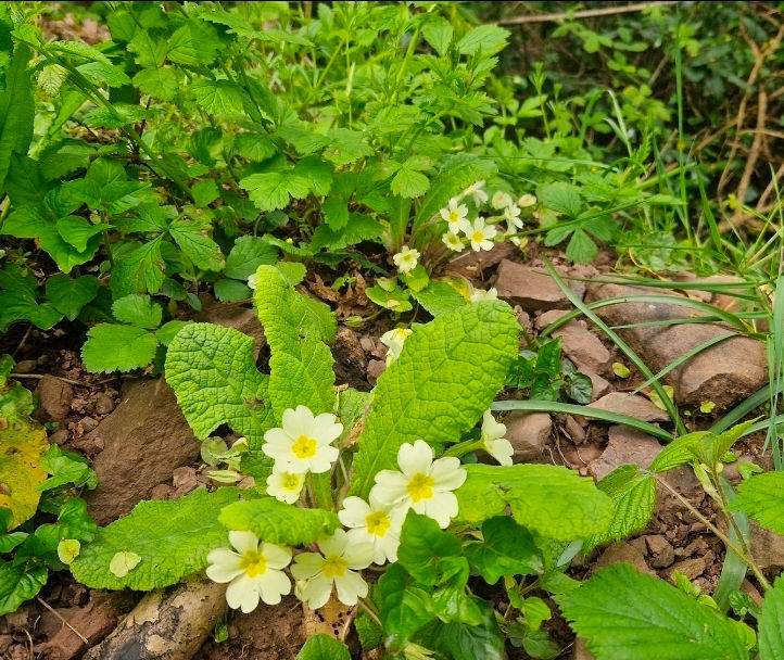 Wild Primroses, photographed by Jordan Thomas – Chaotic Green Spirit