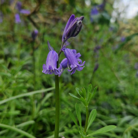English Bluebells