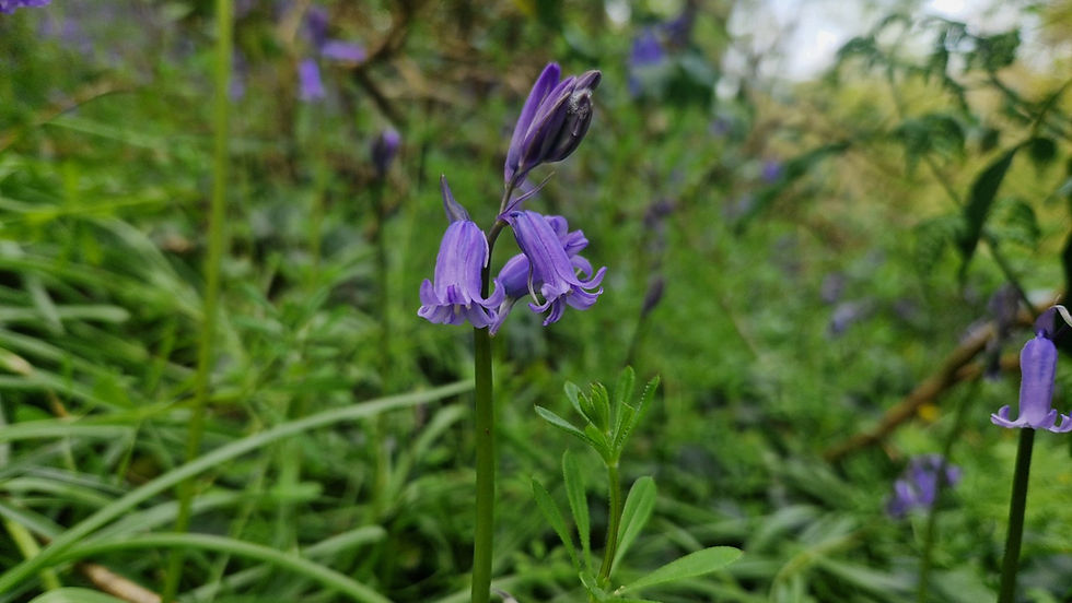 Wild English Bluebells in Castle Pill woods. Photographed by Jordan Thomas – Chaotic Green Spirit