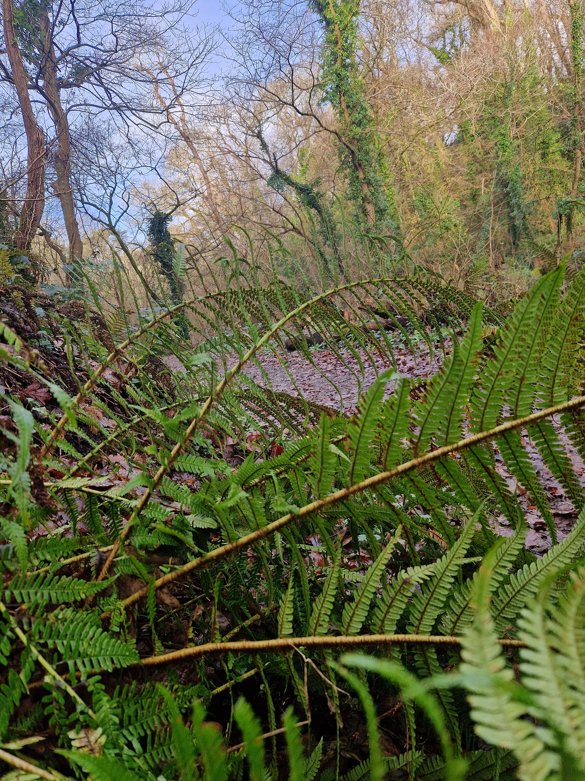 Fallen oak leaf and green ferns on woodland floor - Jordan Thomas, Chaotic Green Spirit