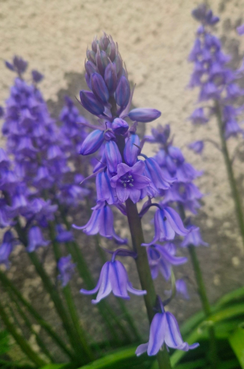 Wild Spanish Bluebells in Castle Pill woods. Photographed by Jordan Thomas – Chaotic Green Spirit