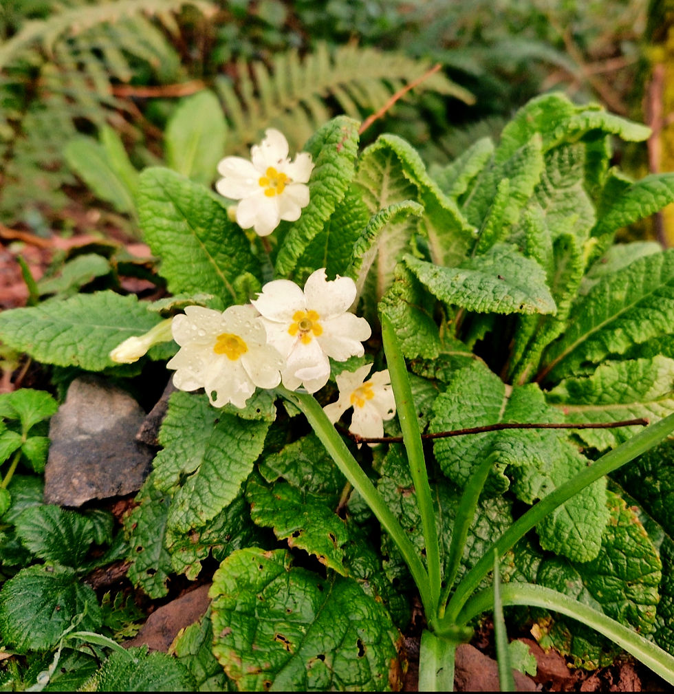 Wild Primroses growing in a Castle Pill Woodlands photographed by Jordan Thomas - Chaotic Green Spirit
