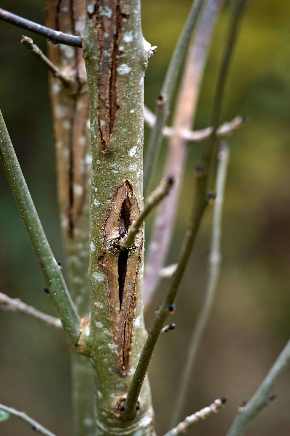 Infected Ash tree branch