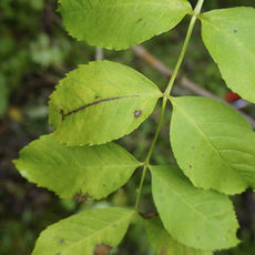 Infected Ashtree leaves