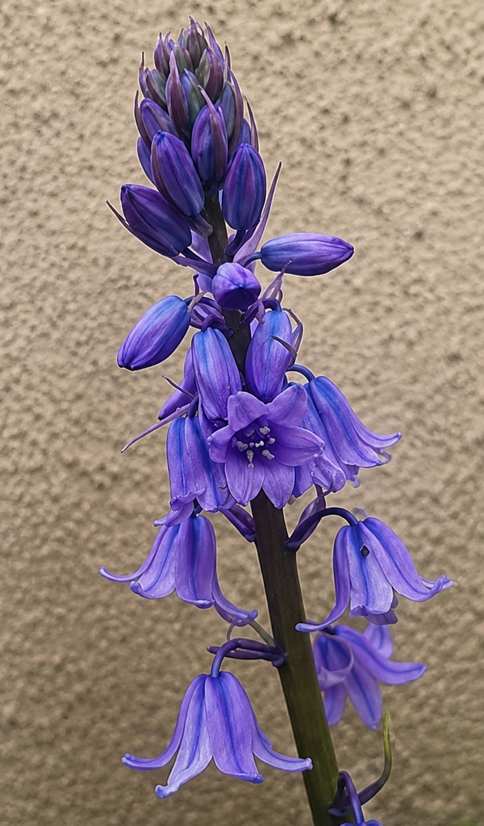 Wild Spanish Bluebells in Castle Pill woods. Photographed by Jordan Thomas – Chaotic Green Spirit