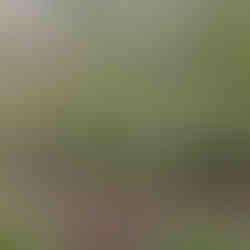 Woodland path through Castle Pill Woods in Milford Haven - Jordan Thomas, Chaotic Green Spirit