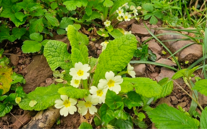 Wild Primroses, Photographed by Jordan Thomas – Chaotic Green Spirit