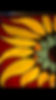 Sunflower.png