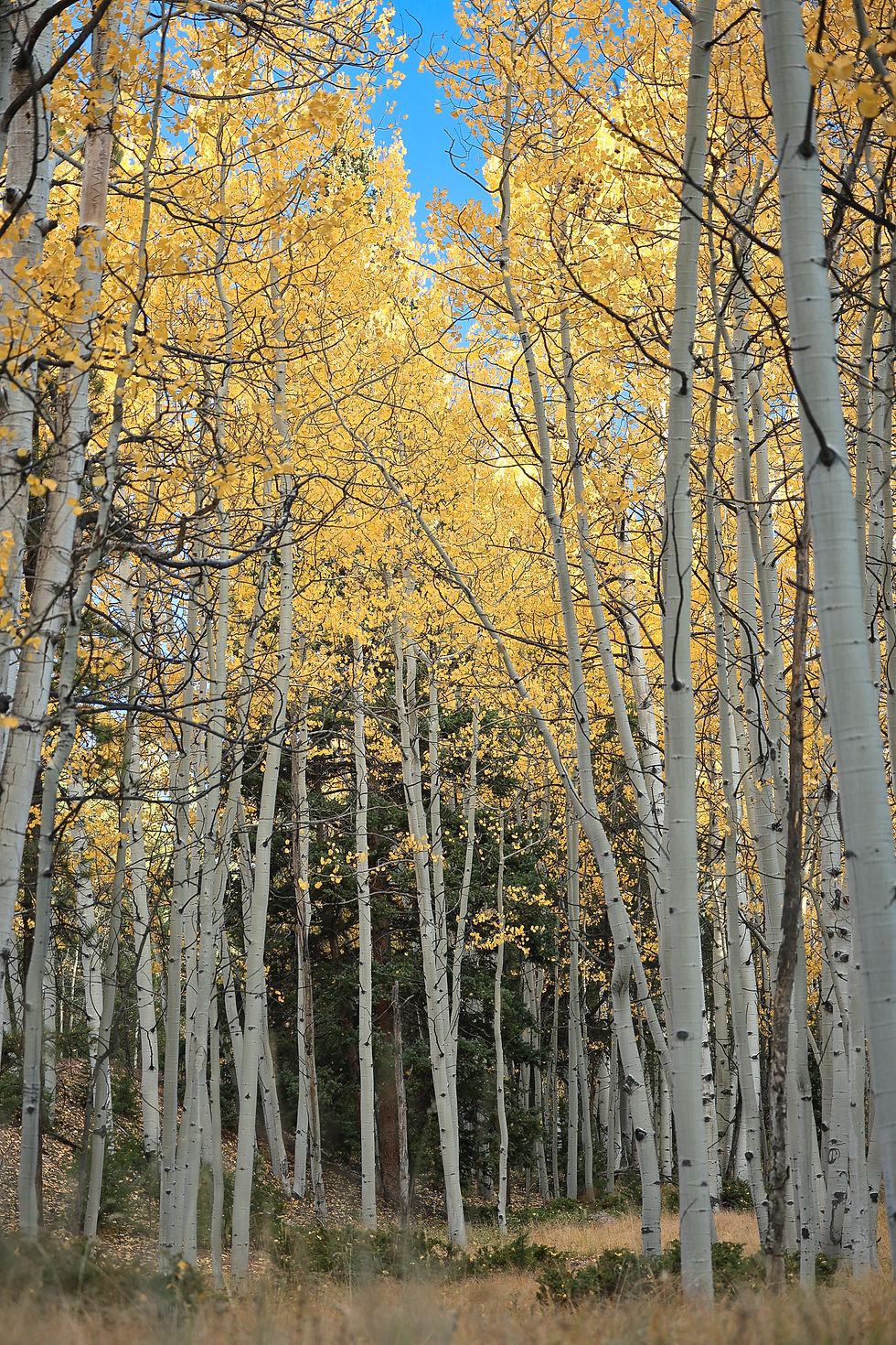 Aspens in Fall