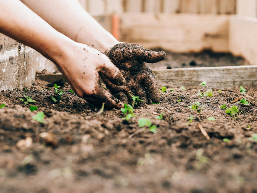 Des mains remuant la terre
