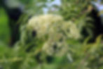 Thumbnail: Blue Elderberry
