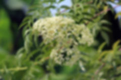 Blue Elderberry