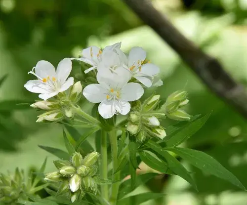 White Jacob's Ladder