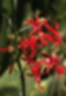 Thumbnail: Skyrocket/Scarlet Gilia