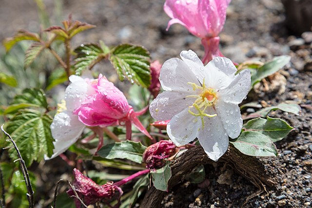 Tufted Evening Primrose